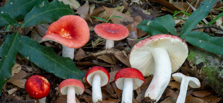 Edible russula description