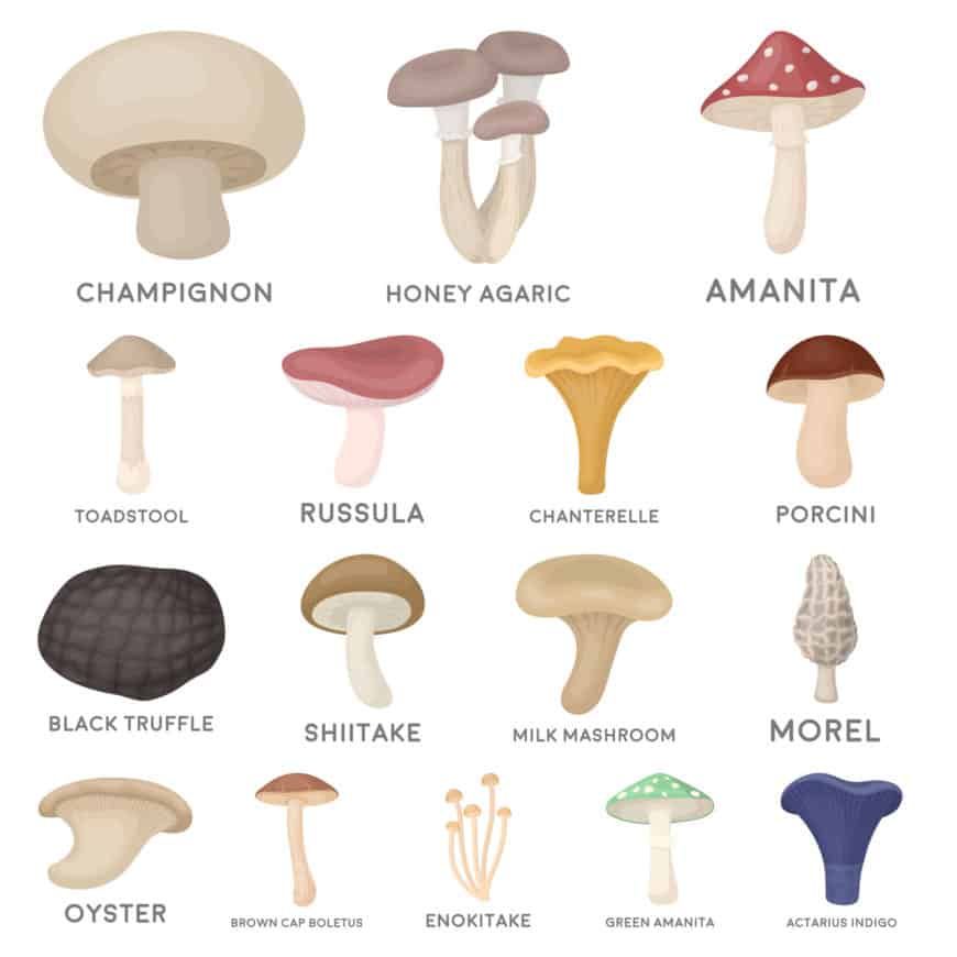    Edible Spring Mushrooms Photos And Names 