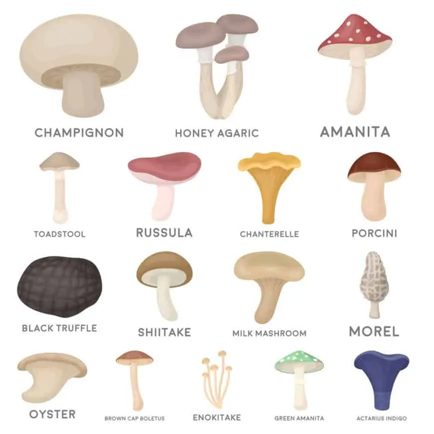 Edible spring mushrooms: photos and names