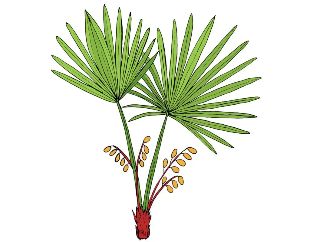 Effective or not, the saw palmetto?