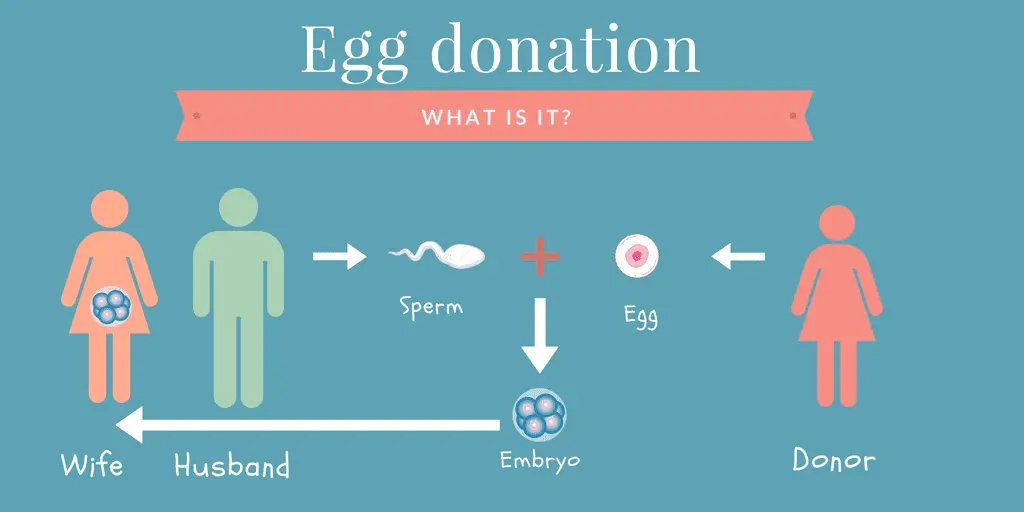 Egg donation