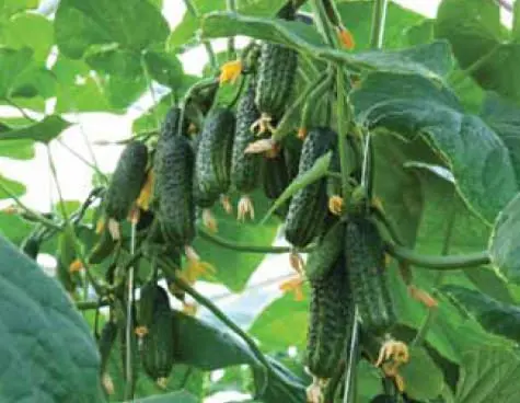 Ekol cucumbers