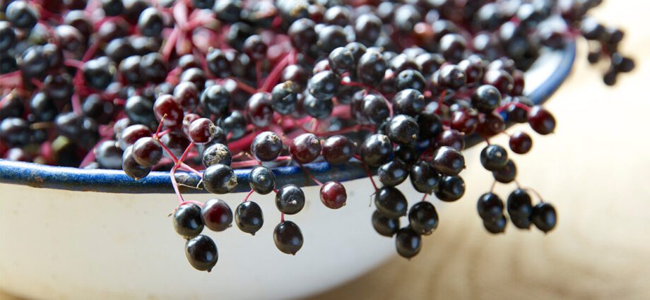 Elderberry: medicinal and beneficial properties. Video