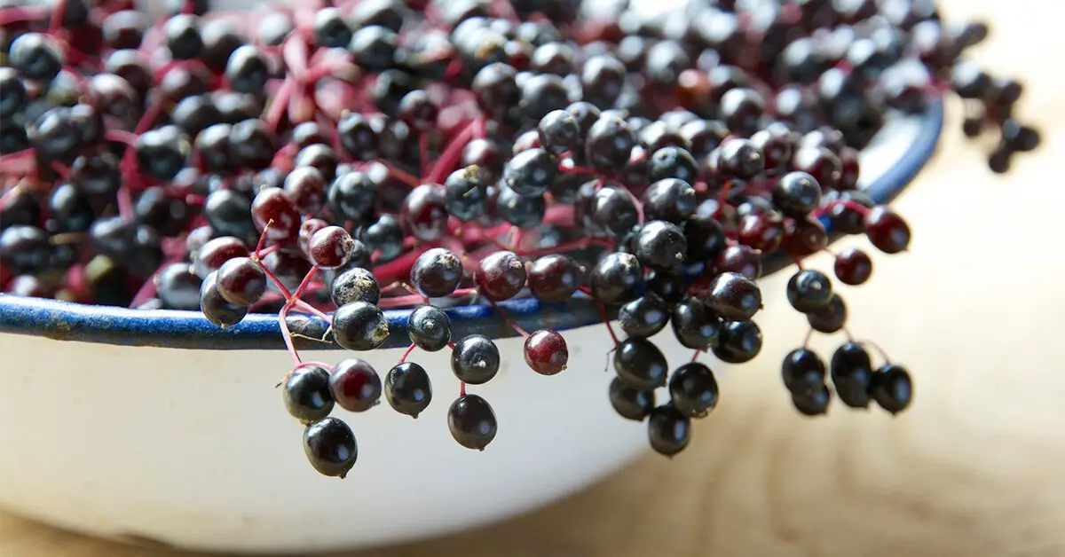 Elderberry: medicinal and beneficial properties. Video