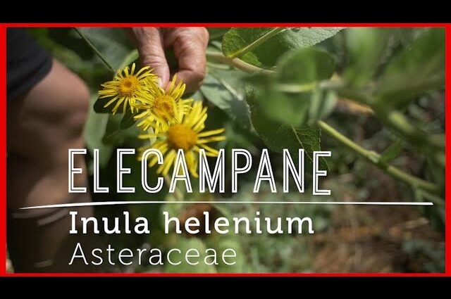 Elecampane root: medicinal properties and contraindications. Video