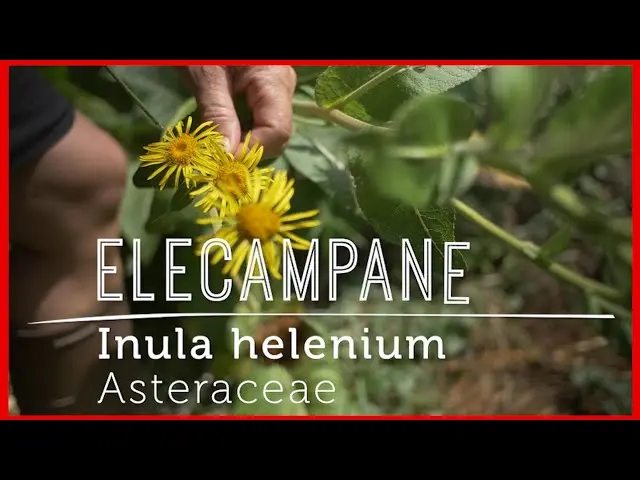 Elecampane root: medicinal properties and contraindications. Video