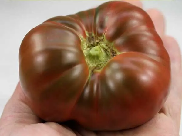 Elephant tomatoes