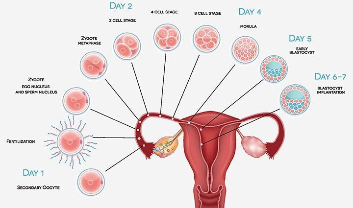 Implantation d'embryons dans l'utérus : sensations, signes, quel jour