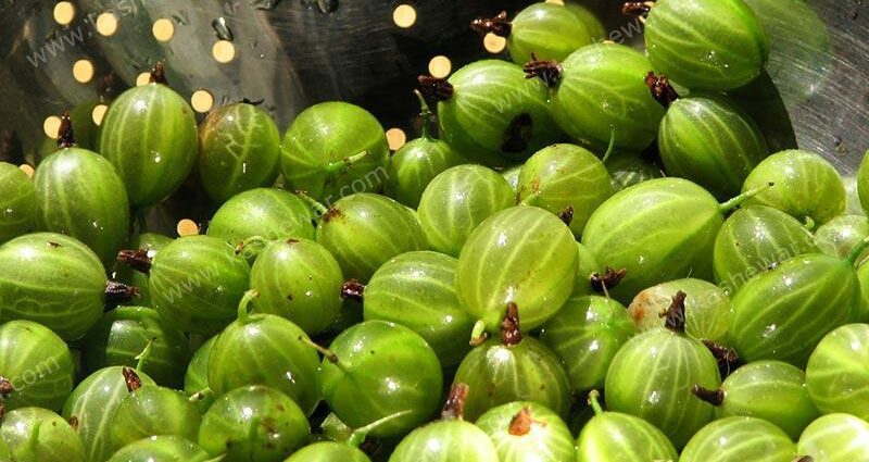 Emerald gooseberry: grianghraf agus tuairisc ar an éagsúlacht