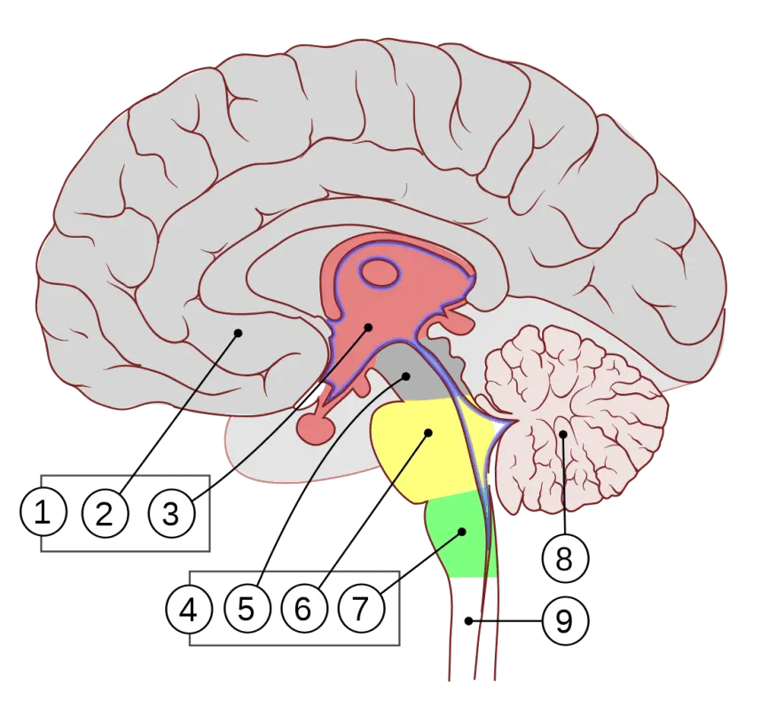 Encephalon