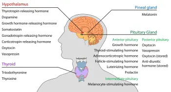 Endocrine glands: a role in the secretion of vital hormones?