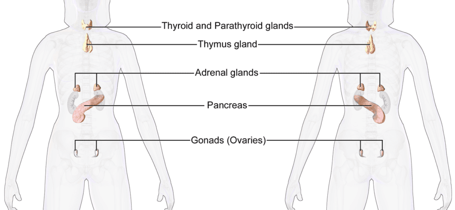 Endocrinology