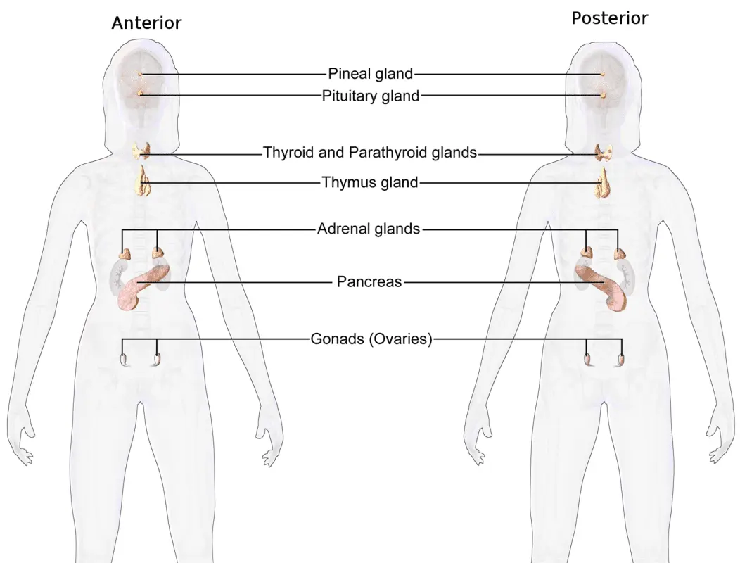 Endocrinology