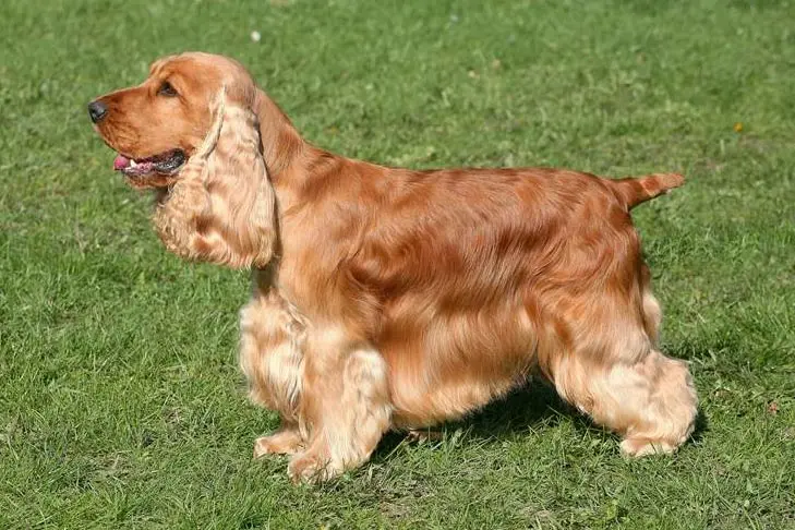 English cocker spaniel