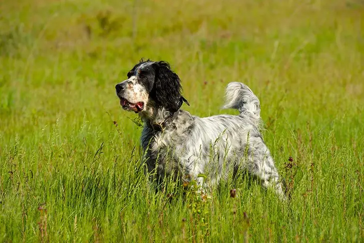 English Setter