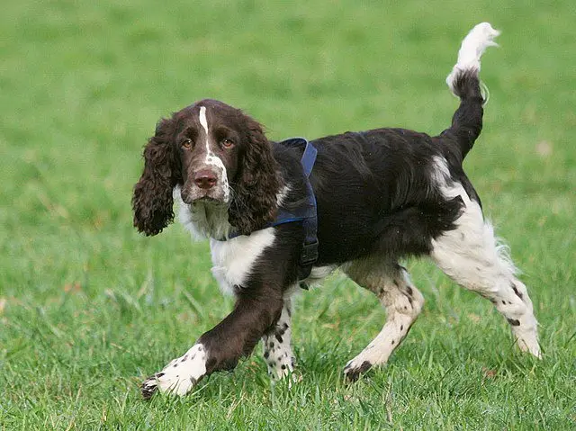 English Springer