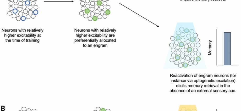 Engrams: definition and role in memory?