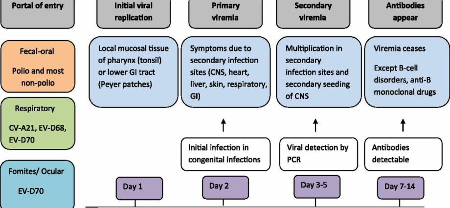 Enterovirus: síntomas, diagnóstico e tratamento