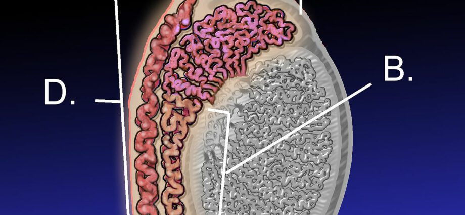 Epididymis