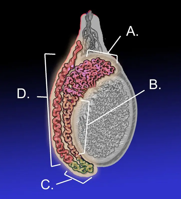 Epididymis