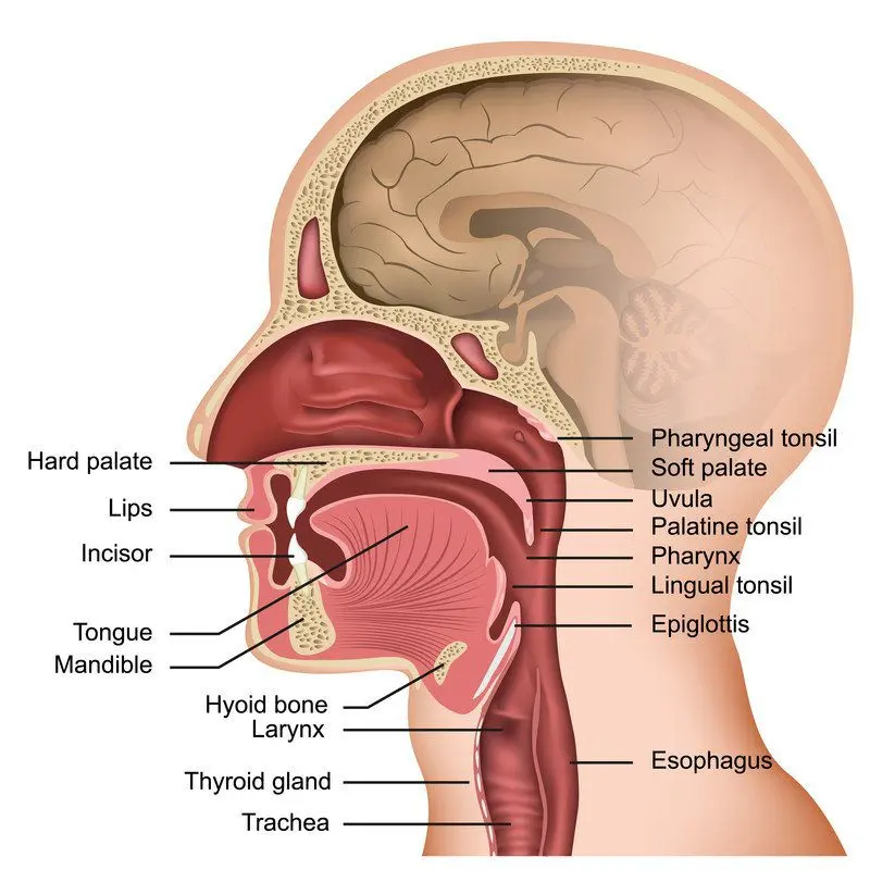 Epiglottis