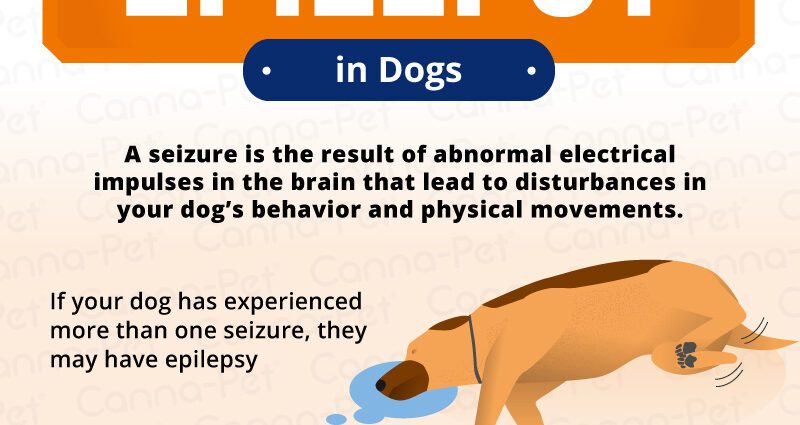 Epileptic seizure in dogs