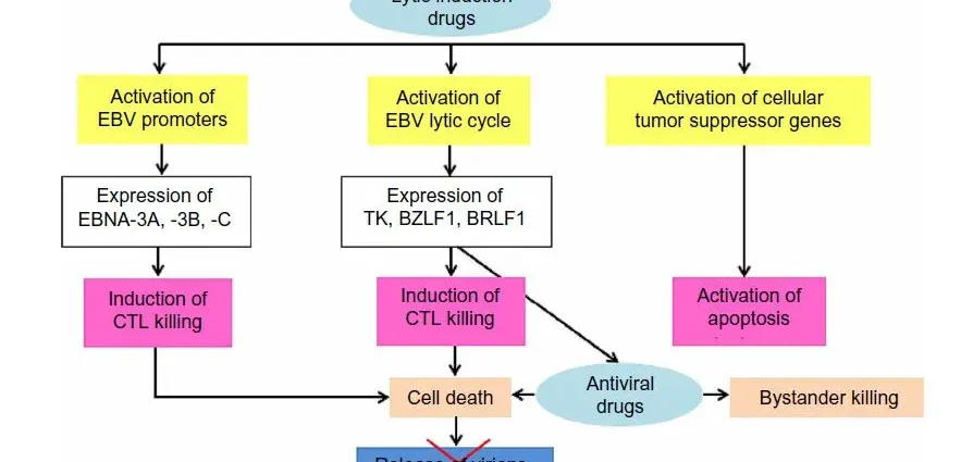 Epstein-Barr virus: serology, treatment, consequences