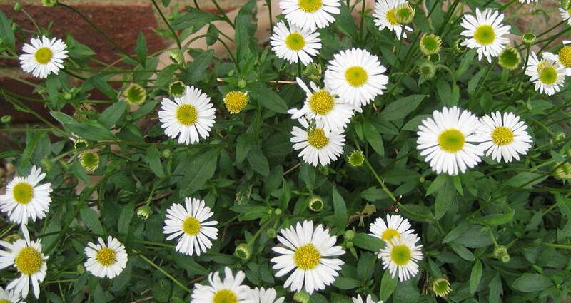 Erigeron: landing and leaving