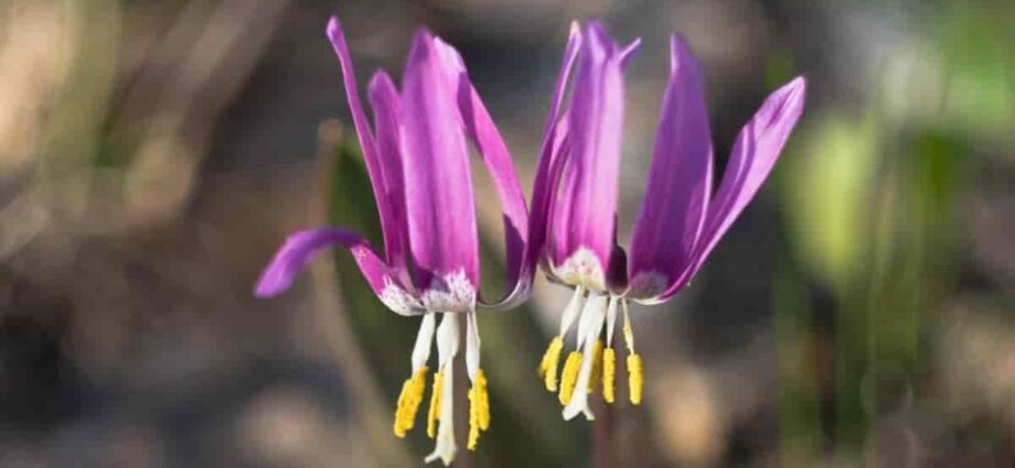 Erythronium: planting and care