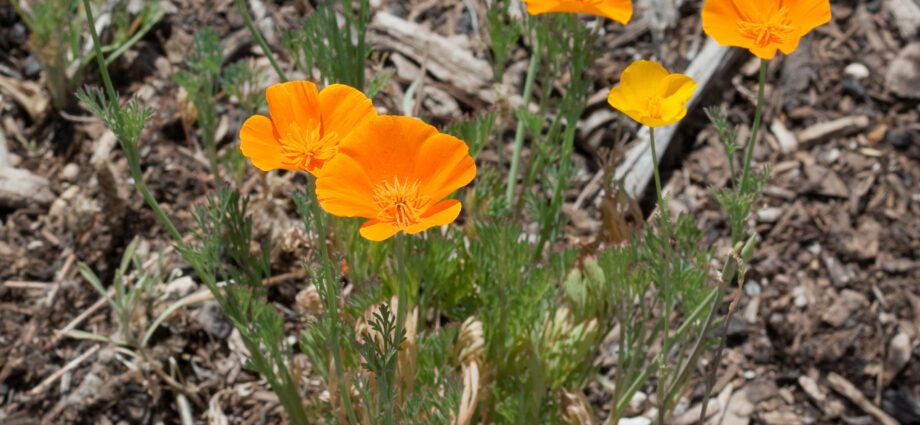 Escholzia (flowers): planting and care