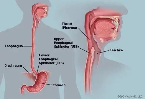 Esophagus