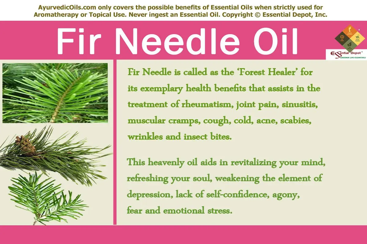 Essential fir oil: properties, application and treatment with fir oil. Video