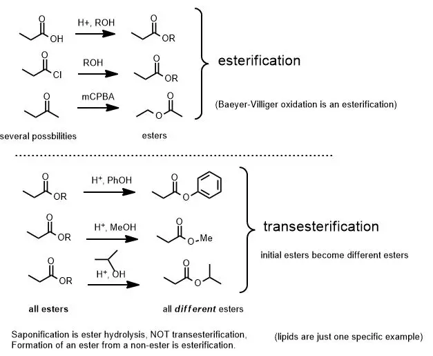 Esterification: what is the difference between esterified oil and vegetable oil?