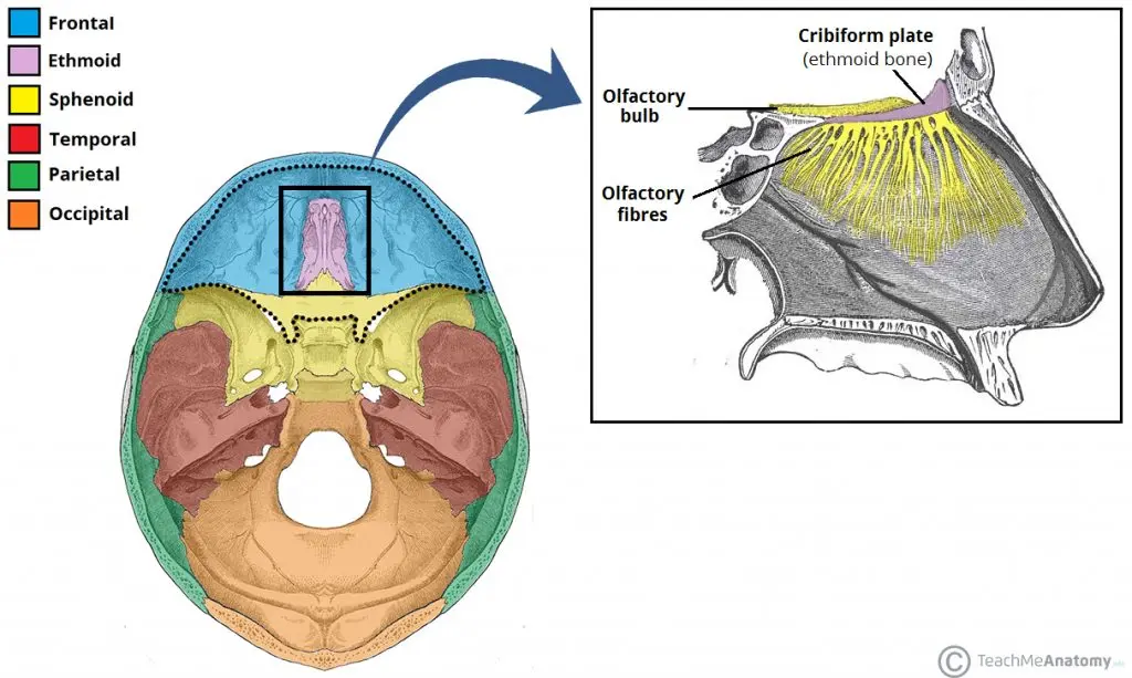 Ethmoid: all you need to know about ethmoid bone