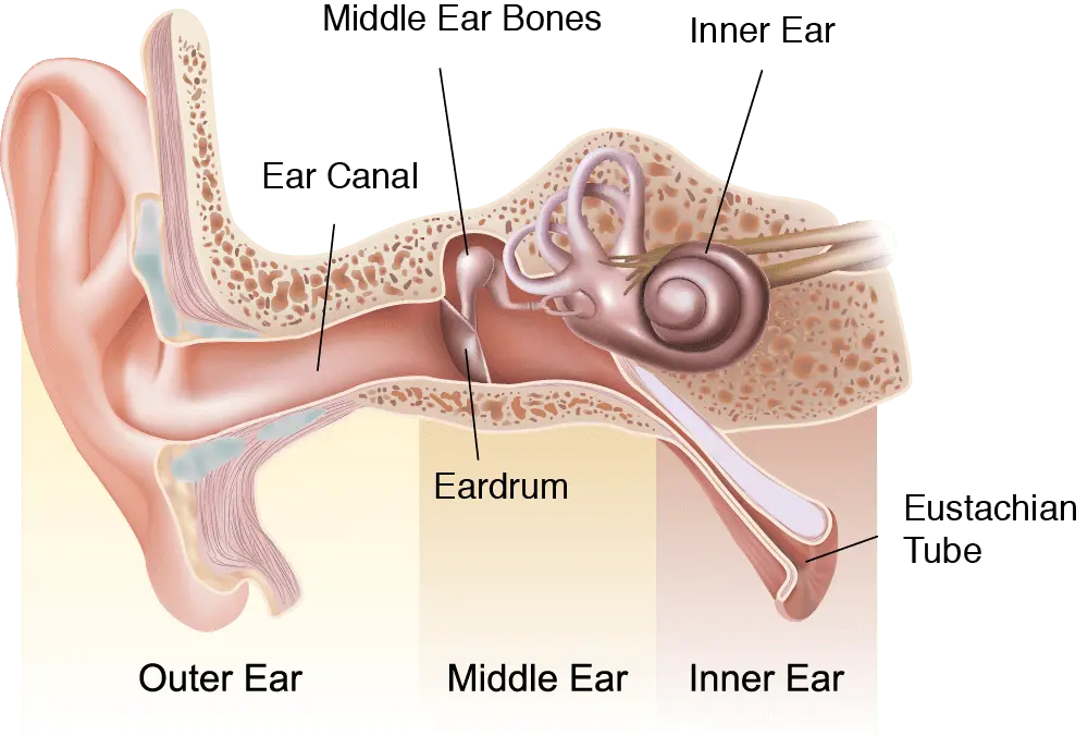 Eustachian tube