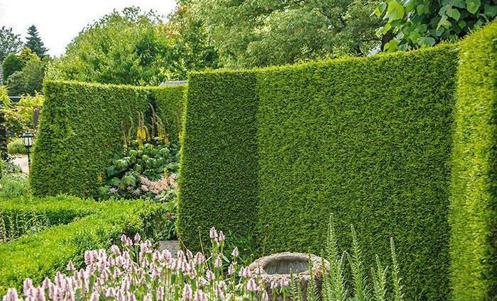 Evergreen hedge: shrubs