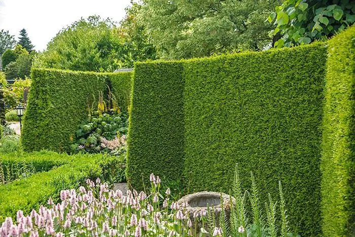 Evergreen hedge: shrubs