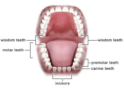 Everyone in the teeth