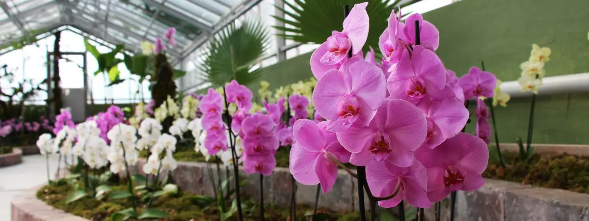 Exhibition of orchids and cacti