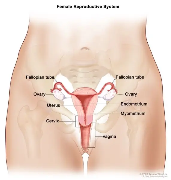 Fallopian tubes