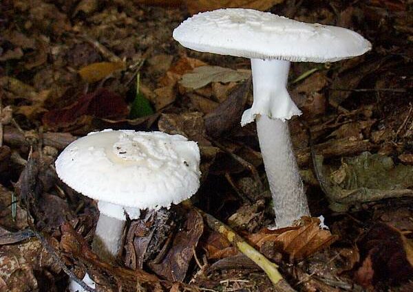 False white mushroom