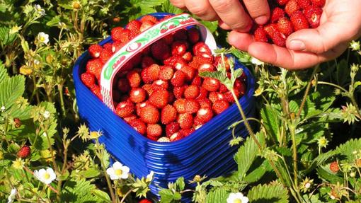 Fancy berries, why should you eat red berries?