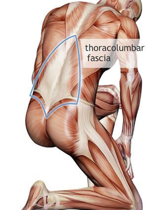 Fascias (fascia therapy and fasciapulsology) &#8211; Fascia therapies