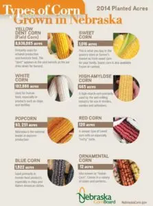 Feed corn: how to distinguish from food corn