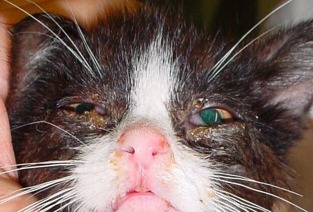 Rhinotracheitis viral feline (FVR): me pehea te hamani?
