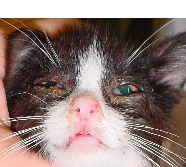 Feline viral rhinotracheitis (FVR): how to treat it?