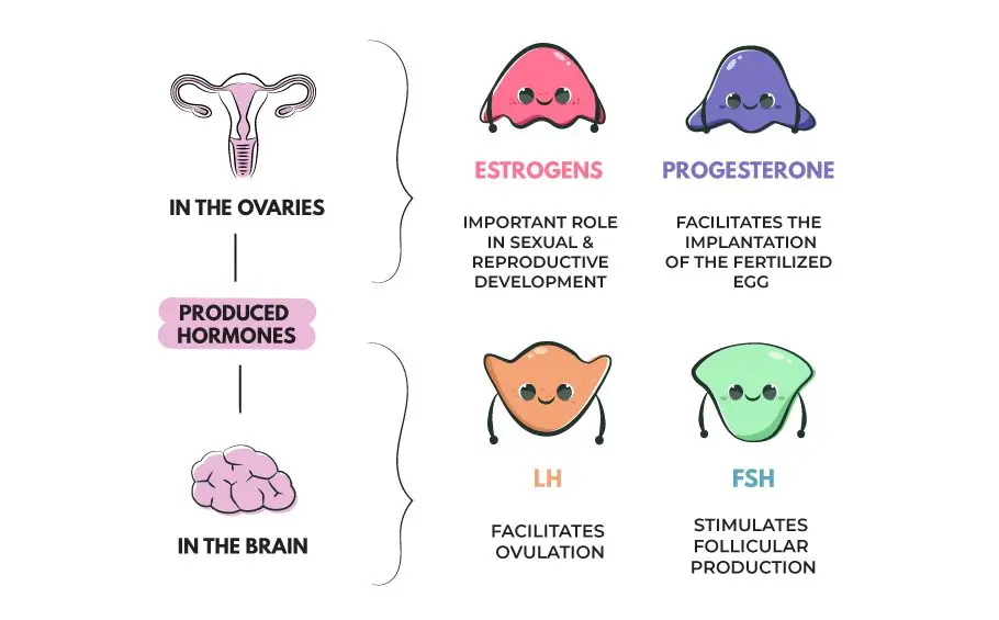 Female hormone progesterone