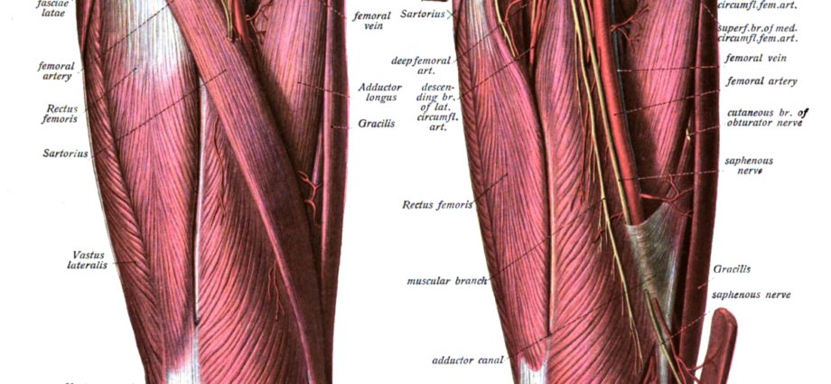 Arteria femorale