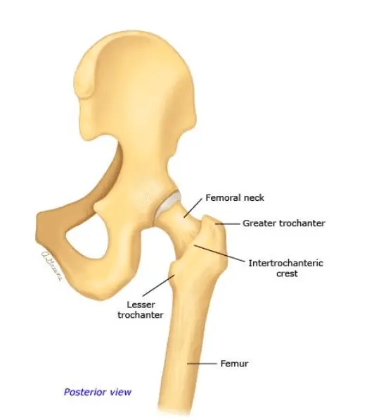 Femoral neck