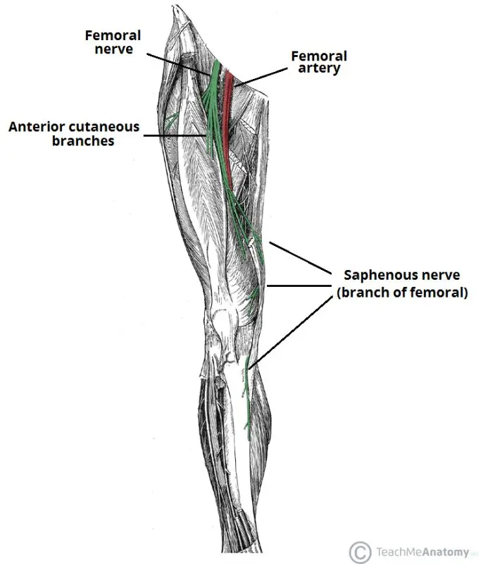 Femoral nerve